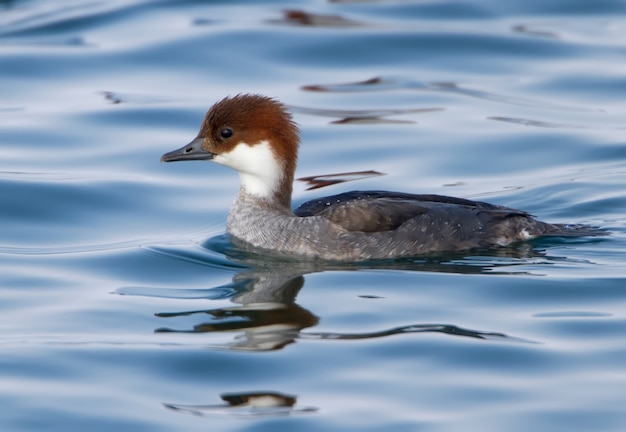 Mâle et femelle smew (Mergellus albellus) gros plan nager dans l'eau