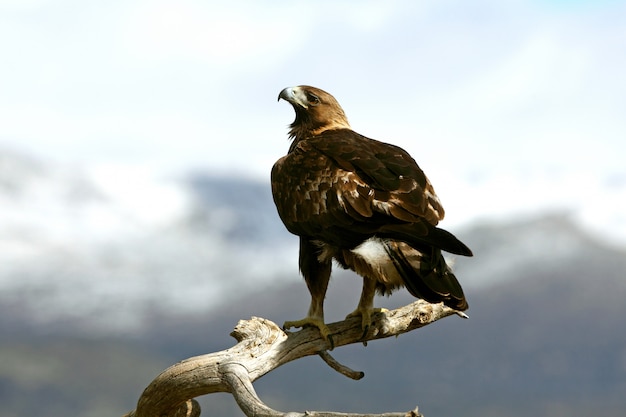 Photo mâle de golden eagle avec la première lumière du matin, aquila chrysaetos