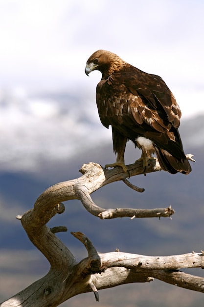 Mâle de Golden Eagle avec la première lumière du matin, Aquila chrysaetos