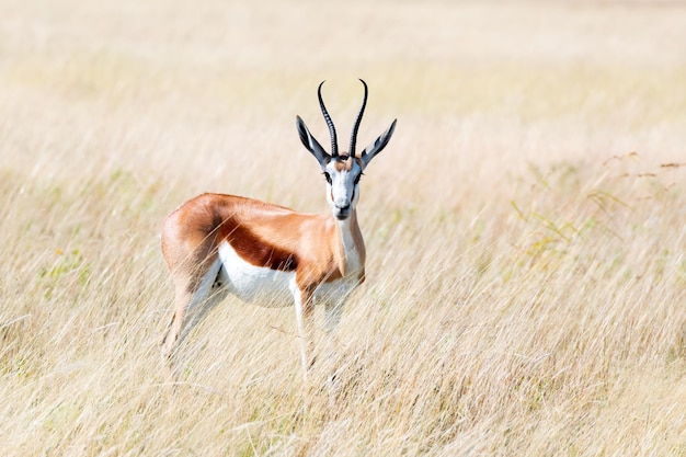 Photo un mâle d'impala à face noire