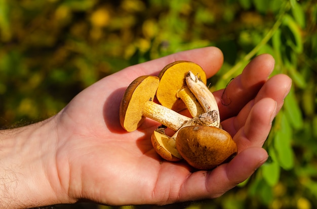 Mâle main tenant des champignons huileux fraîchement cueillis dans la forêt d'automne. Fermer.