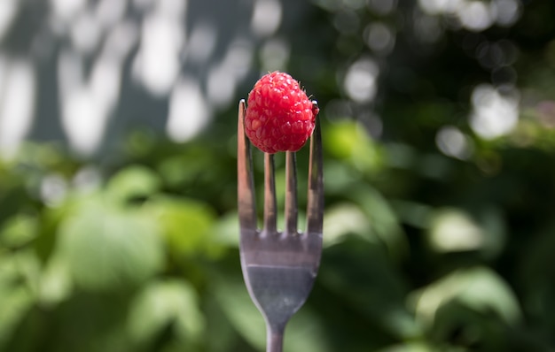 Photo mâle main tenant une fourchette avec une framboise