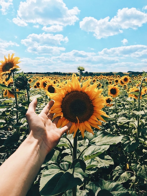 Mâle main touchant le tournesol dans le champ avec un ciel bleu