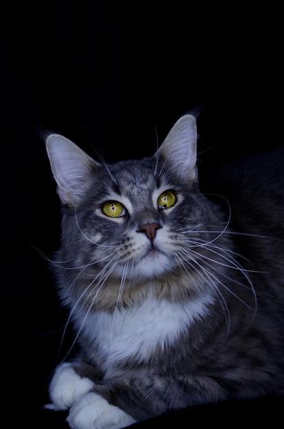 Un mâle Maine Coon adulte de couleur gris foncé mange de la nourriture pour chat.