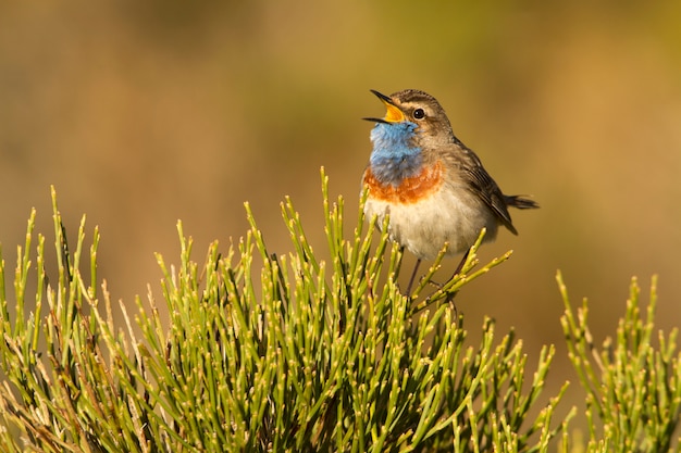 Mâle de Mâle de Gorgebleue à plumage de la saison des amours, oiseaux, oiseaux chanteurs, Luscinea svecica