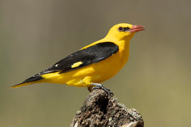 Le mâle d'oriole doré dans l'un de ses perchoirs préférés dans son territoire de reproduction avec les dernières lumières