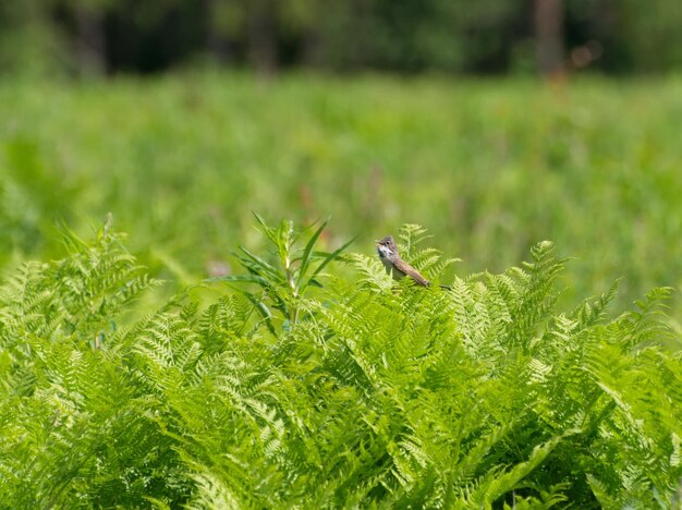 Un mâle paruline grise Sylvia communis chante alors qu'il était assis dans un fourré de fougères sur une journée d'été ensoleillée