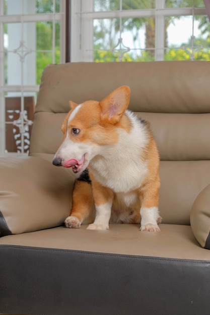 Mâle pembroke welsh corgi photoshoot studio session photographie d'animaux de compagnie dans la maison avec un chien d'expression mignon