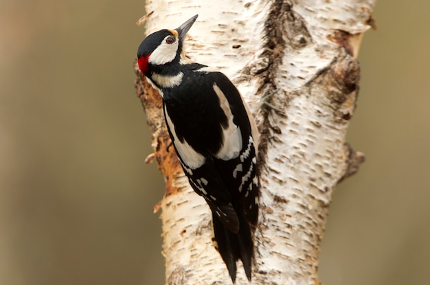 Mâle de Pic épeiche, oiseaux, pic, animaux, Dendrocopos major