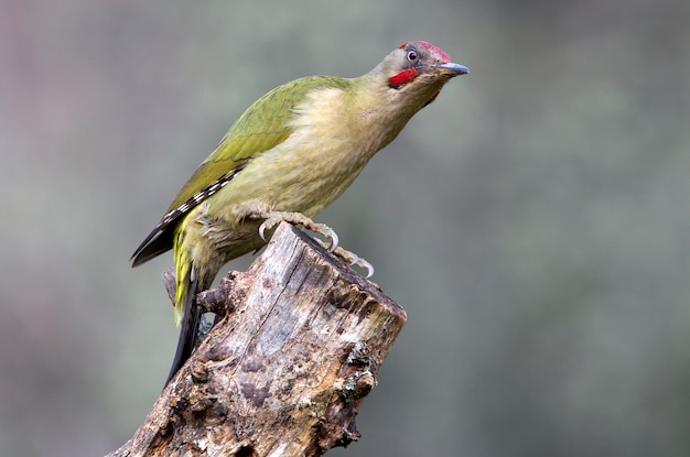 Mâle de Picus viridis, oiseaux, passereaux, pics verts, pics