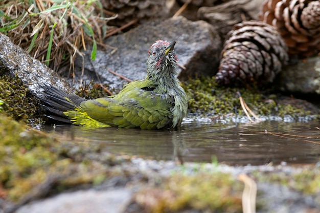 Mâle de Picus viridis se baignant dans un point d'eau en été, Pic vert, pic