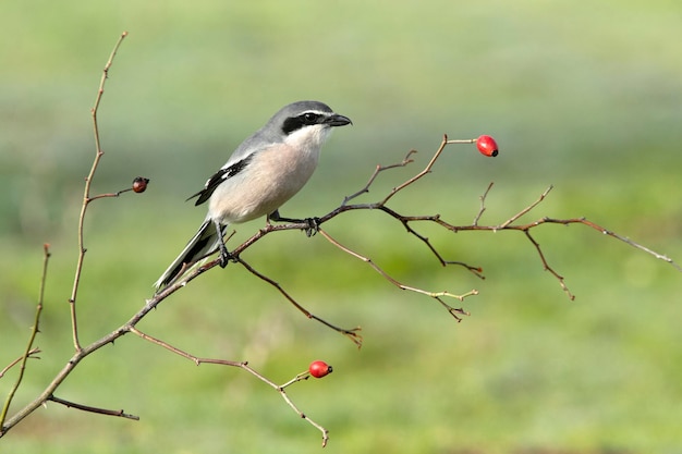 Mâle de Pie-grièche méridionale dans son territoire aux premières lueurs du jour