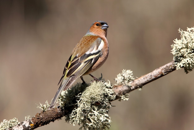 Mâle de pinson des arbres, oiseaux, passereaux, pinson des arbres, Fringilla coelebs