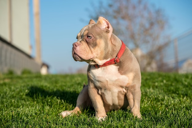 Un mâle de poche américain bully chiot chien assis sur l'herbe