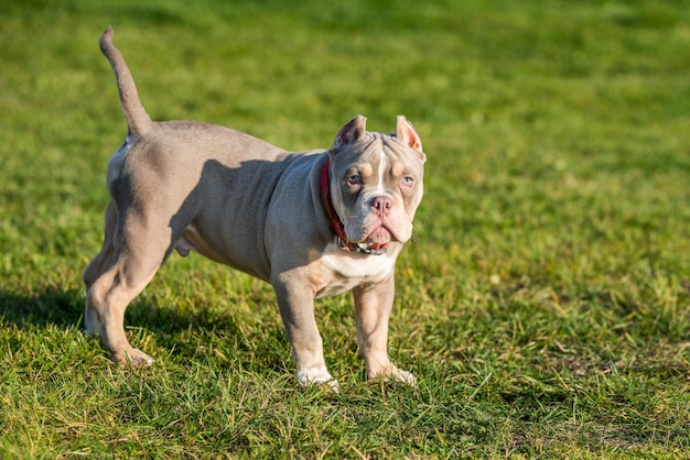 Un mâle de poche American Bully puppy dog est sur l'herbe