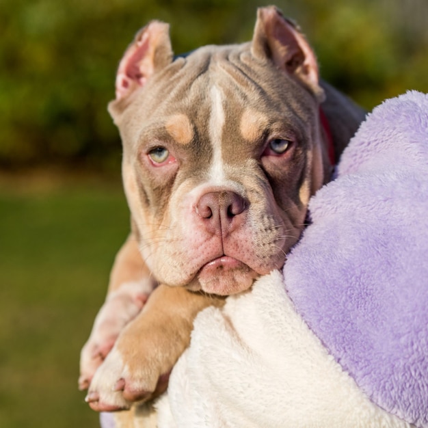 Un mâle de poche American Bully puppy dog sur les mains du propriétaire