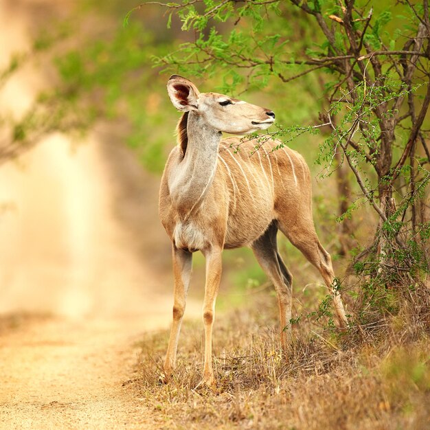 Photo le mâle s'arrête ici tiré sur toute la longueur d'un mâle nyala sur les plaines de l'afrique