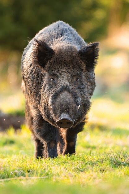 Mâle sanglier approchant sur l'herbe au printemps