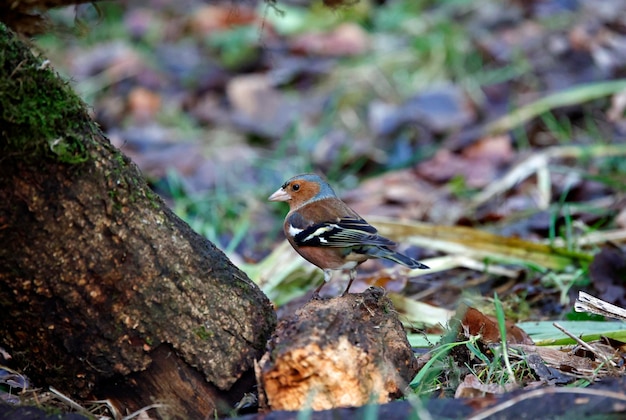 Un mâle se nourrit dans les bois.