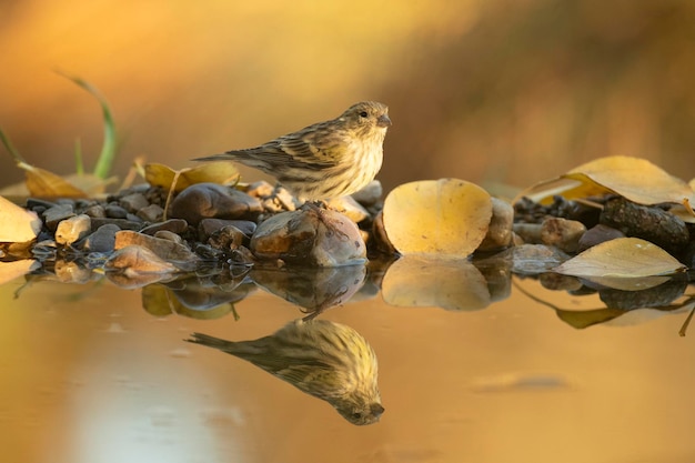 Mâle serin européen à un point d'eau naturel dans une forêt de chênes et de pins aux dernières lueurs