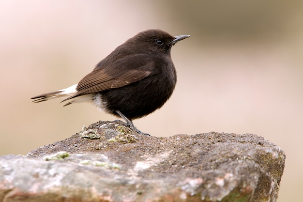 Mâle De Traquet Noir Avec Les Premières Lumières Du Jour, Oiseaux, Oenanthe Leucura