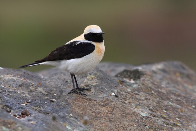 Mâle De Traquet à Oreilles Noires Avec Les Premières Lumières Du Jour, Oiseaux, Oiseaux Chanteurs, Oenanthe Hispánica