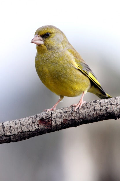 Mâle de Verdier d'Europe, oiseaux, oiseaux chanteurs, passereau, Verdier, Chloris chloris