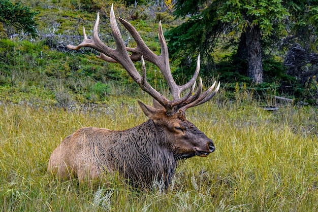 Le mâle Wapiti