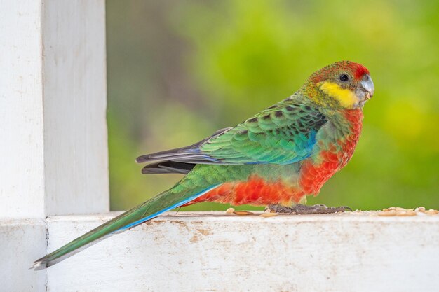 Photo un mâle western rosella se nourrissant