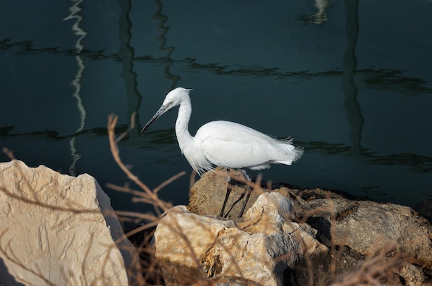 Photo malen'kij belyj egretta harzette