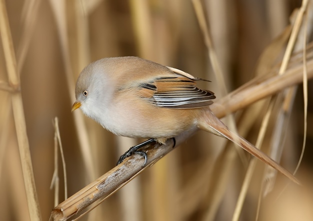 Les mâles et les femelles du roseau barbu (Panurus biarmicus) sont solitaires et se perchent en groupes sur des tiges de roseau dans la douce lumière du matin. Des photos en gros plan et détaillées sous un angle inhabituel