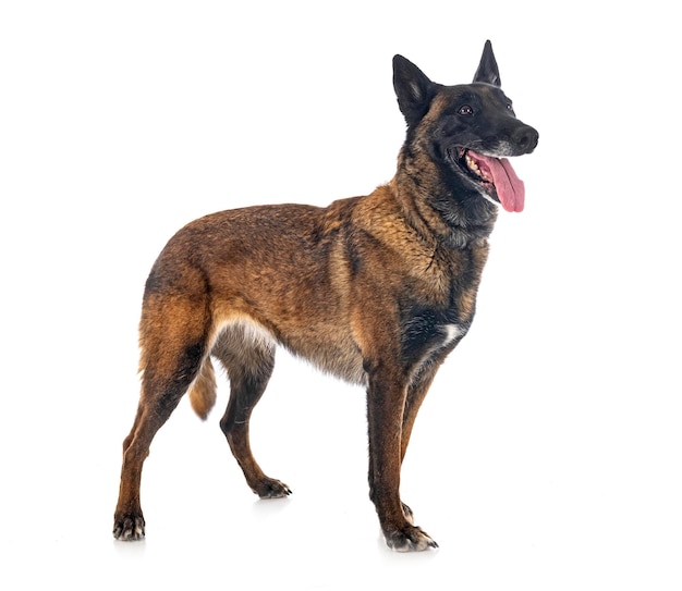 Malinois dans le studio