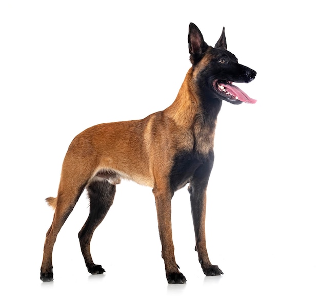 Malinois dans le studio