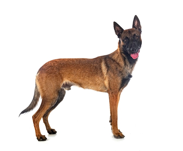 Malinois dans le studio