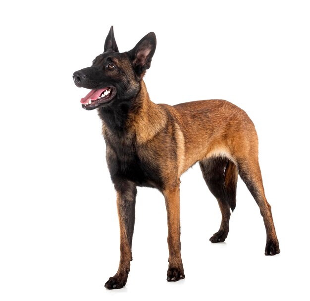 Malinois dans le studio