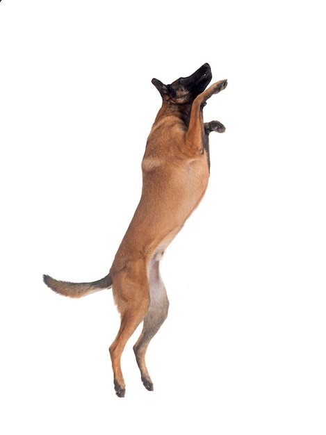 Malinois dans le studio