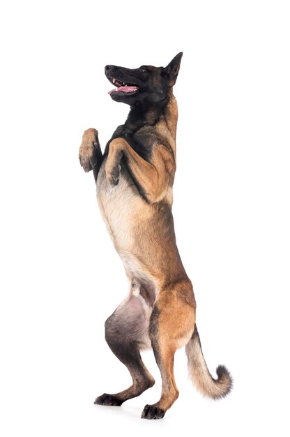 Malinois dans le studio