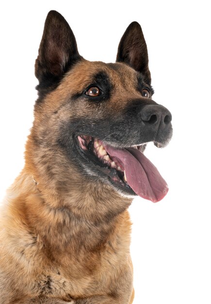 Photo malinois en studio