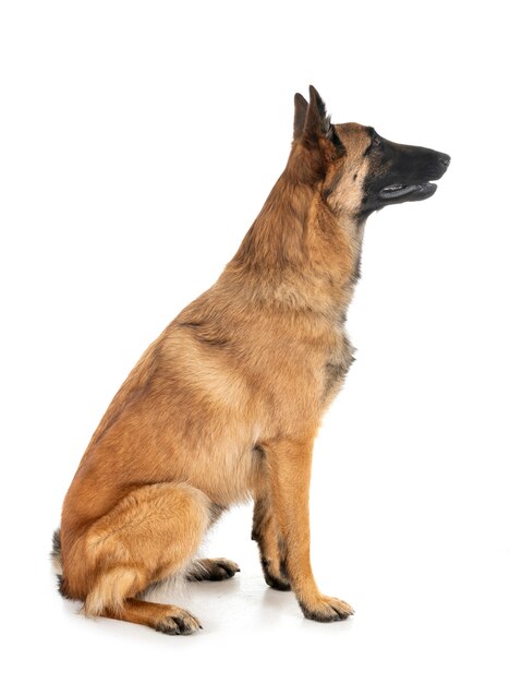 Photo malinois en studio