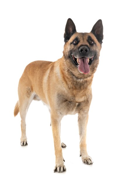 Photo malinois en studio