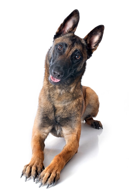 malinois