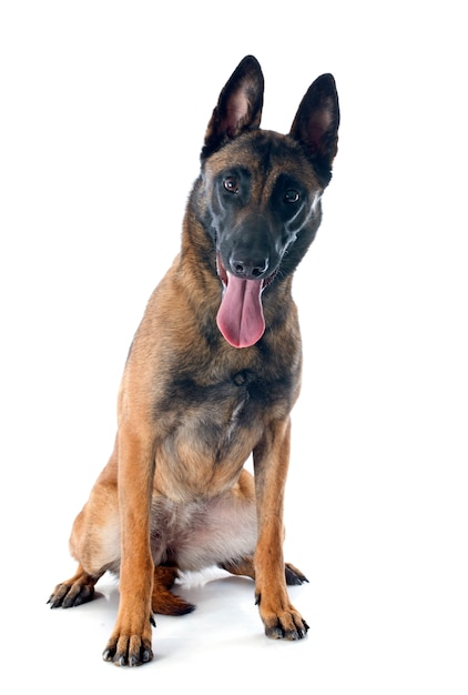 malinois