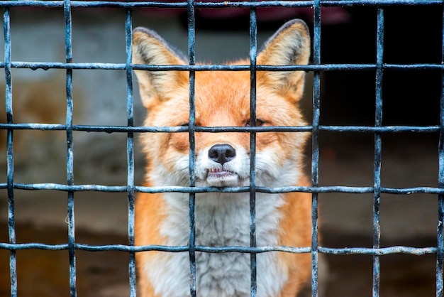 Maltraitance animale Le renard est enfermé dans une cage dans de mauvaises conditions