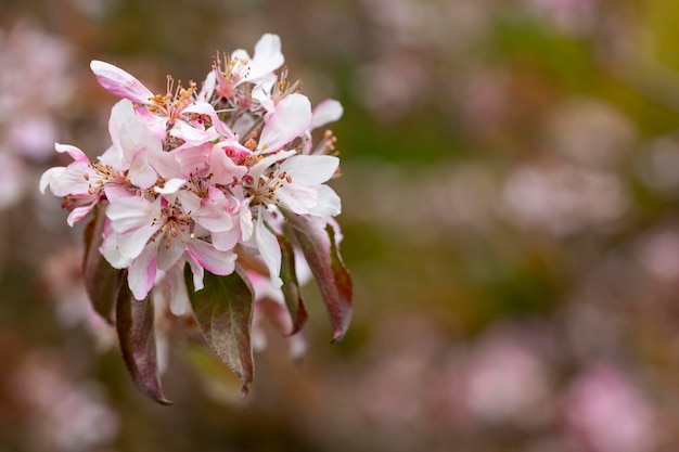 Malus niedzwetzkyana closeup soft focus sélectif pommier décoratif avec des fleurs aux couleurs vives fleurs violettes au printemps pommier jardin