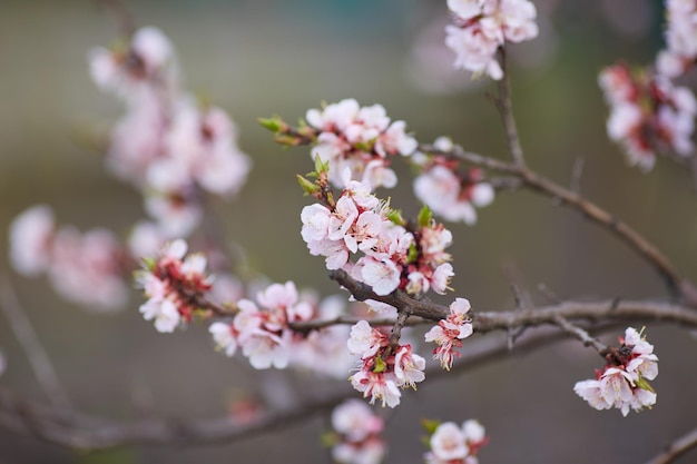 Malus pumila pommier en petit DOF