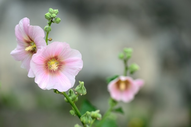 Malva Silvestris rose. Mauve. mauve musquée en fleurs