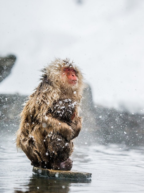 Maman et bébé macaque japonais sont assis sur des pierres dans l'eau dans une source chaude