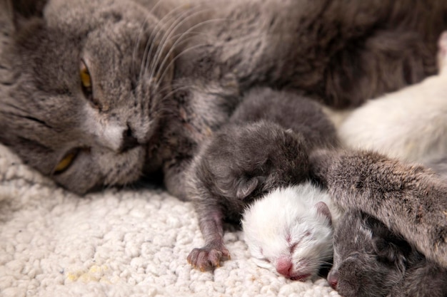 Maman chat et bébés chats