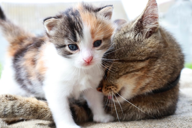 Maman chat et chaton tricolore jouent ensemble