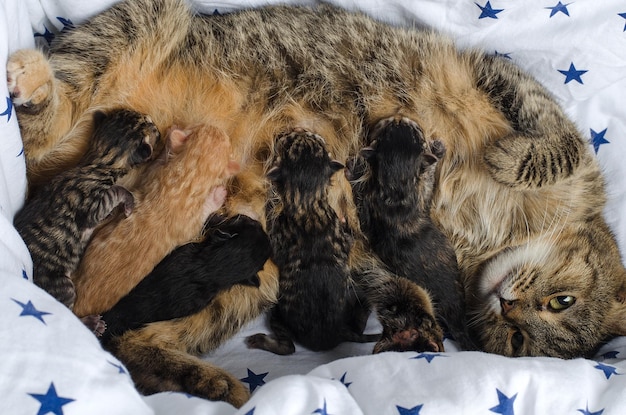 Maman chat Scottish Straight se trouve avec des chatons nouveau-nés